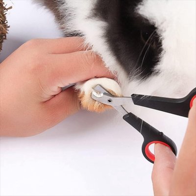 Coupe griffe Chat