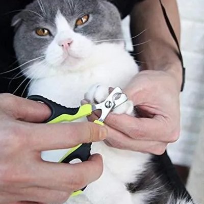 Coupe griffe Chat