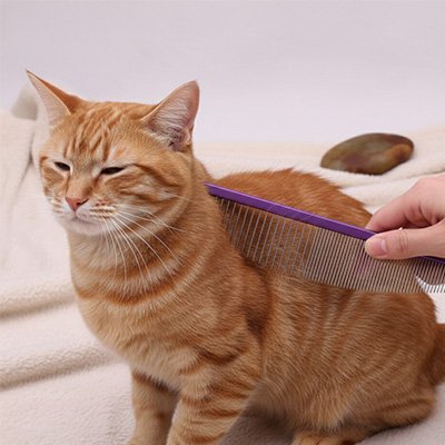 Peigne pour chat